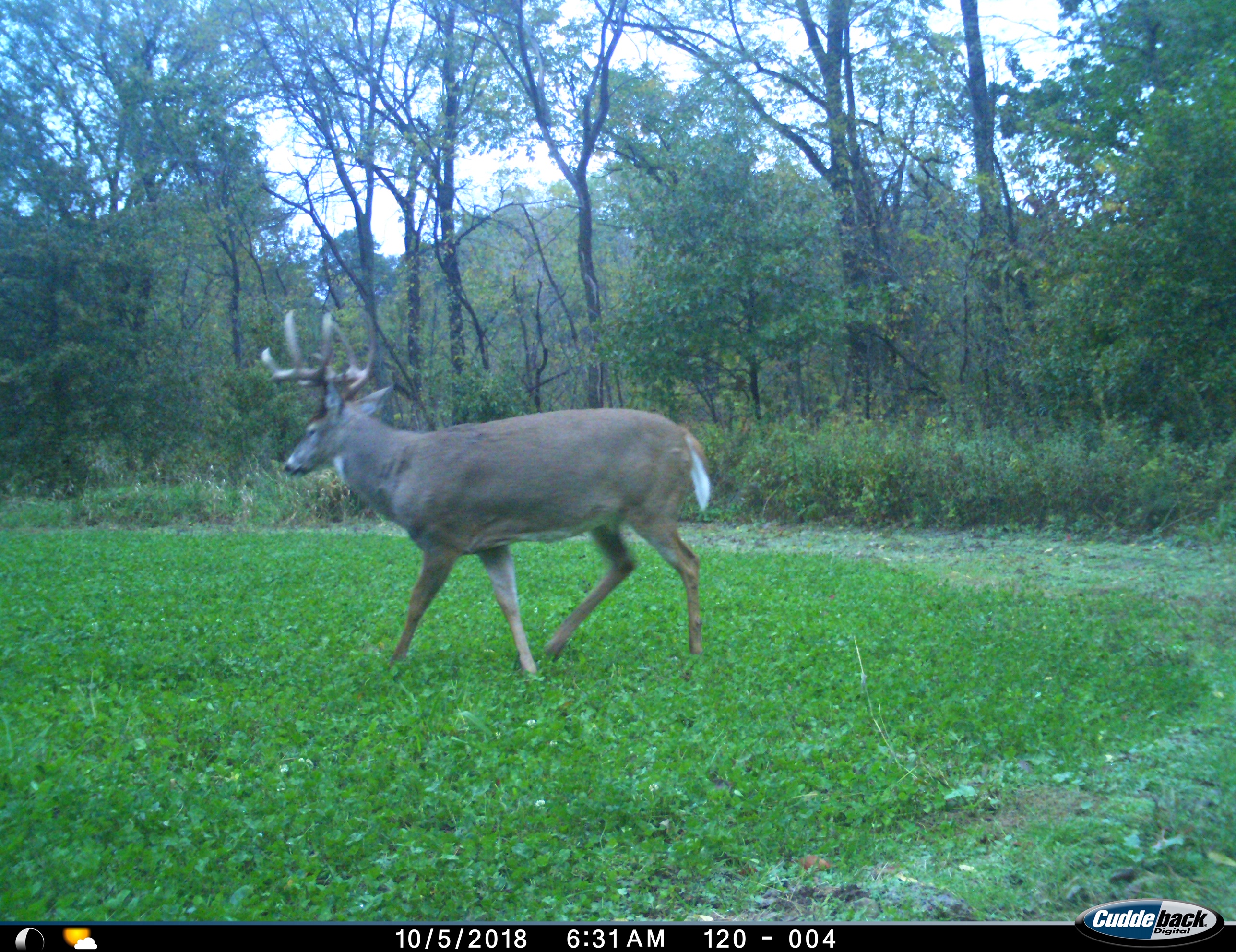 Read more about the article Trail Cams